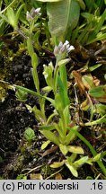 Myosotis discolor (niezapominajka różnobarwna)