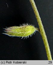 Myosotis discolor (niezapominajka różnobarwna)