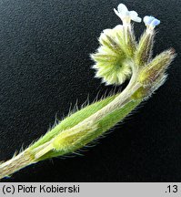 Myosotis discolor (niezapominajka różnobarwna)