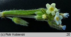 Myosotis discolor (niezapominajka różnobarwna)