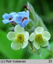 Myosotis discolor (niezapominajka różnobarwna)