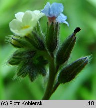 Myosotis discolor (niezapominajka różnobarwna)