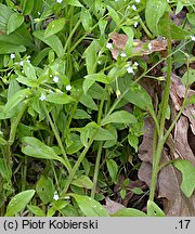 Myosotis sparsiflora (niezapominajka skąpokwiatowa)