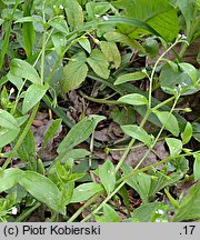 Myosotis sparsiflora (niezapominajka skąpokwiatowa)