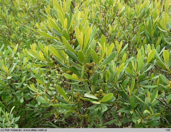 Myrica gale (woskownica europejska)