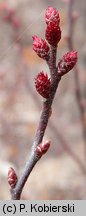 Myrica gale (woskownica europejska)