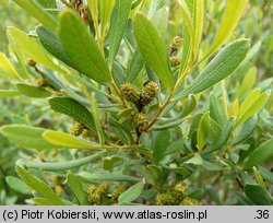 Myrica gale (woskownica europejska)