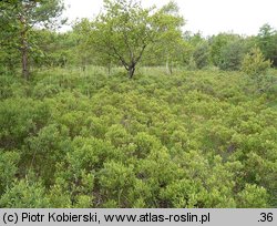 Myrica gale (woskownica europejska)