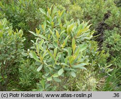 Myrica gale (woskownica europejska)