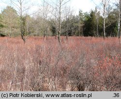 Myrica gale (woskownica europejska)