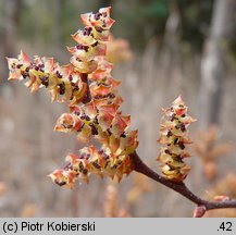 Myrica gale (woskownica europejska)