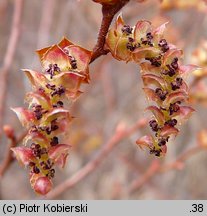 Myrica gale (woskownica europejska)