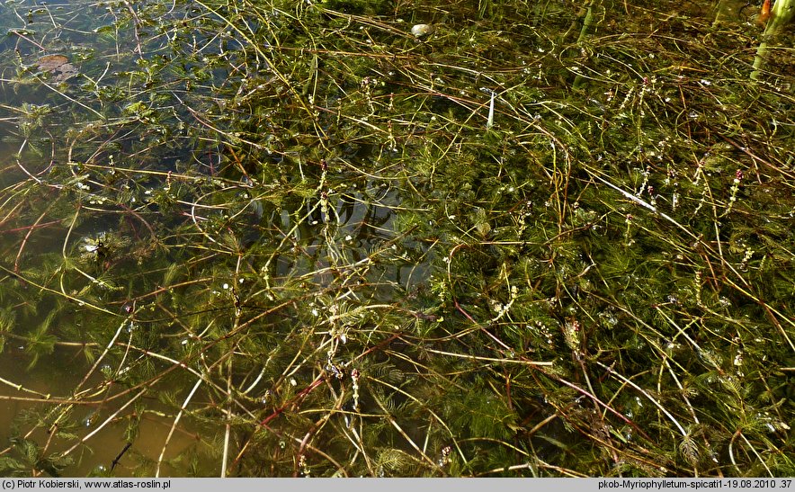 Myriophylletum spicati - zespół wywłócznika kłosowego