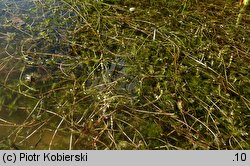 Myriophylletum spicati - zespół wywłócznika kłosowego