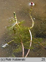 Myriophyllum spicatum