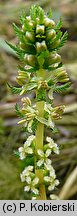 Myriophyllum verticillatum (wywłócznik okółkowy)