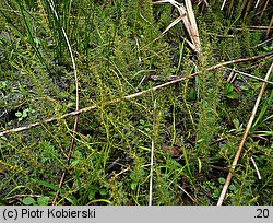 Myriophyllum verticillatum (wywłócznik okółkowy)