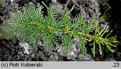 Myriophyllum verticillatum (wywłócznik okółkowy)