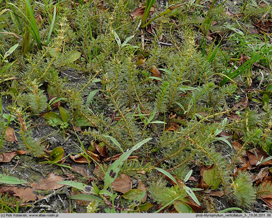 Myriophyllum verticillatum (wywłócznik okółkowy)