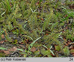 Myriophyllum verticillatum (wywłócznik okółkowy)