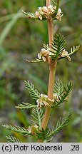 Myriophyllum verticillatum (wywłócznik okółkowy)