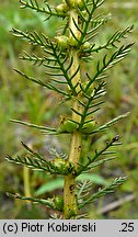 Myriophyllum verticillatum (wywłócznik okółkowy)