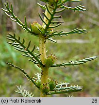 Myriophyllum verticillatum (wywłócznik okółkowy)