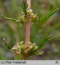 Myriophyllum verticillatum (wywłócznik okółkowy)