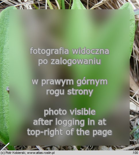 Ophioglossum vulgatum