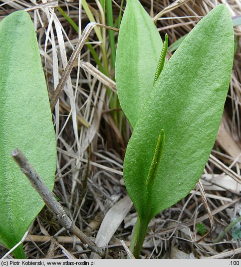 Ophioglossum vulgatum