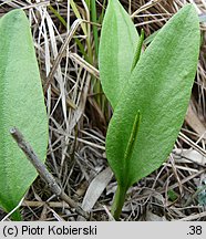 Ophioglossum vulgatum