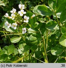 Nasturtium officinale (rukiew wodna)