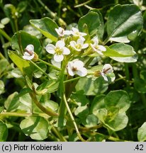 Nasturtium officinale (rukiew wodna)