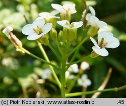 Nasturtium officinale (rukiew wodna)