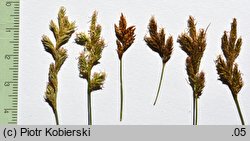 Carex praecox (turzyca wczesna)