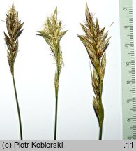 Carex ligerica (turzyca loarska)