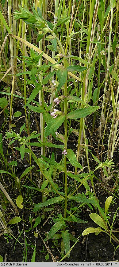 Odontites verna (zagorzałek wiosenny)