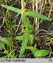 Odontites verna (zagorzałek wiosenny)