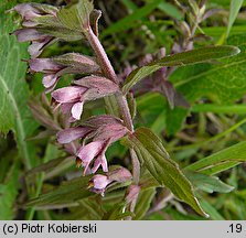 Odontites verna (zagorzałek wiosenny)