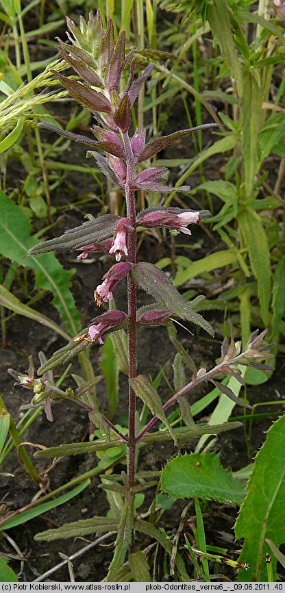 Odontites verna (zagorzałek wiosenny)