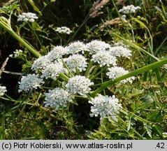 Oenanthe aquatica (kropidło wodne)