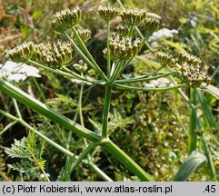 Oenanthe aquatica (kropidło wodne)