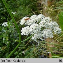 Oenanthe aquatica (kropidło wodne)