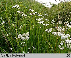 Oenanthe fistulosa (kropidło piszczałkowate)