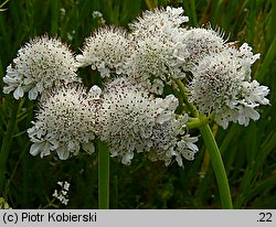 Oenanthe fistulosa (kropidło piszczałkowate)