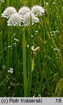 Oenanthe fistulosa (kropidło piszczałkowate)