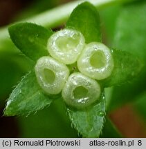 Omphalodes scorpioides (ułudka leśna)