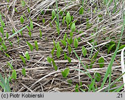 Ophioglossum vulgatum (nasięźrzał pospolity)