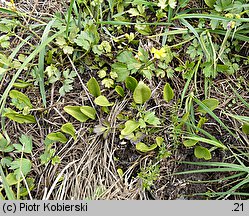 Ophioglossum vulgatum (nasięźrzał pospolity)