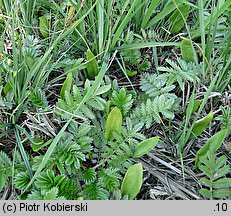 Ophioglossum vulgatum (nasięźrzał pospolity)